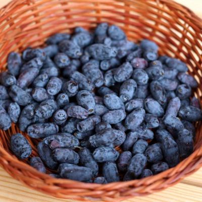 Жимолость съедобная Бореалис Жимолость съедобная Бореалис - Dolina-Sad.Ru