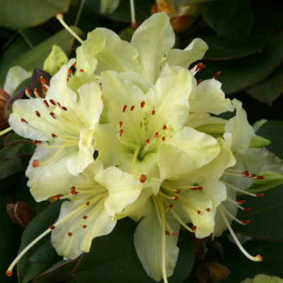 Рододендрон Шемрок Рододендрон Шемрок фото