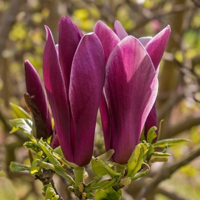 Магнолия лилиецветная Нигра Магнолия лилиецветная Нигра фото