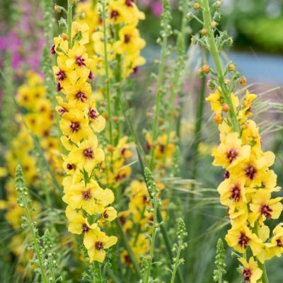 Коровяк Котсволд Квин - Dolina-Sad.Ru