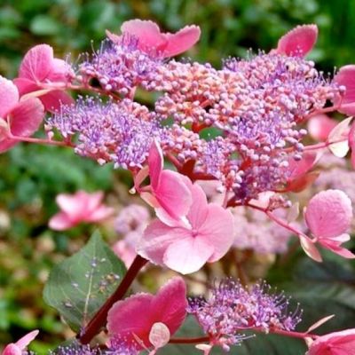 Гортензия шершавая Хот Чоколэйт Гортензия шершавая Хот Чоколэйт фото