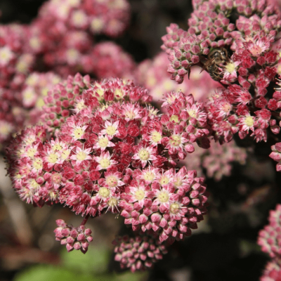 Седум Строберри энд Крим фото