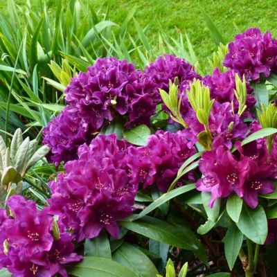 Рододендрон Азурро Рододендрон Азурро - Dolina-Sad.Ru