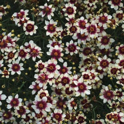 Кореопсис Ред Хот Ванилла Кореопсис Ред Хот Ванилла - Dolina-Sad.Ru