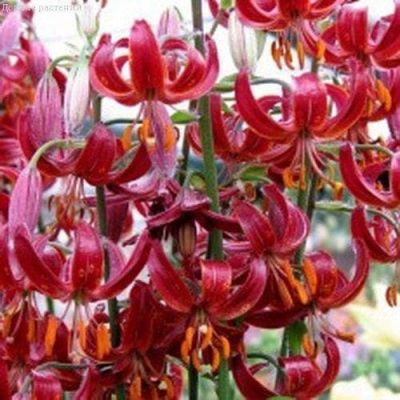 Лилия Клауди Шрайд (в горшке) Лилия Клауди Шрайд (в горшке) фото