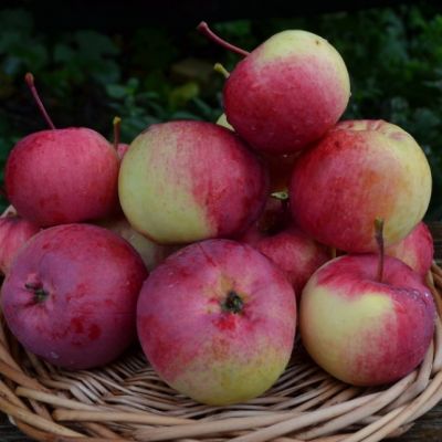 Яблоня Ковровое/Осенняя Яблоня Ковровое/Осенняя фото