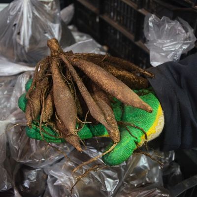 Георгина Фринджет Стар Георгина Фринджет Стар фото