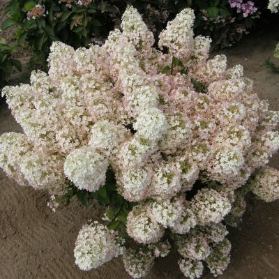 Гортензия метельчатая Бобо Гортензия метельчатая Бобо фото