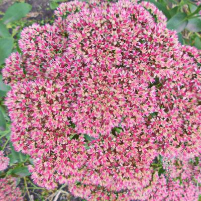 Седум видный Бриллиант Седум видный Бриллиант фото