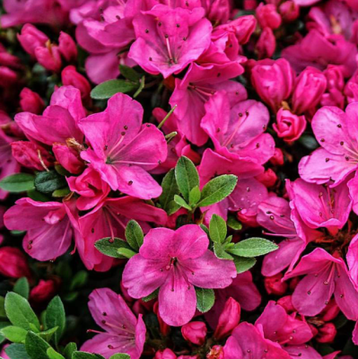 Рододендрон Анна Франк Рододендрон Анна Франк фото