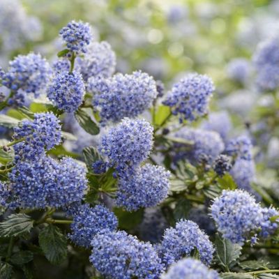 Цеанотус Топаз Цеанотус Топаз - Dolina-Sad.Ru