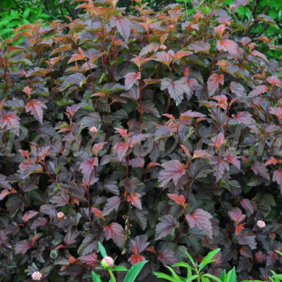 Пузыреплодник калинолистный Шух Пузыреплодник калинолистный Шух фото