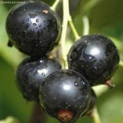 Смородина Виноградная Смородина Виноградная фото