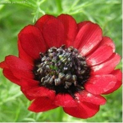 Адонис летний Керубино фото