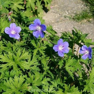 Герань садовая Блю Санрайз Герань садовая Блю Санрайз - Dolina-Sad.Ru