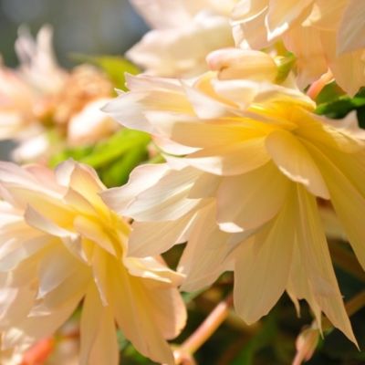 Бегония Беллекония Крем Бегония Беллекония Крем - Dolina-Sad.Ru