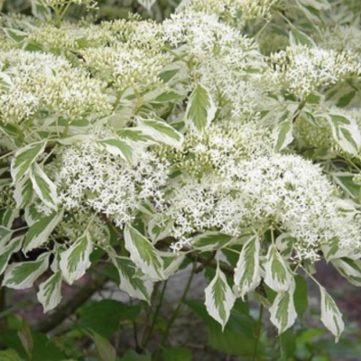 Дерен пагодообразный Маргината Норд Дерен пагодообразный Маргината Норд - Dolina-Sad.Ru