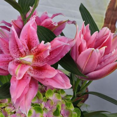 Лилия Роузлили Талисса - Dolina-Sad.Ru