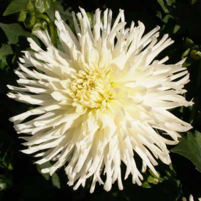 Георгина Уайт Стар Георгина Уайт Стар фото