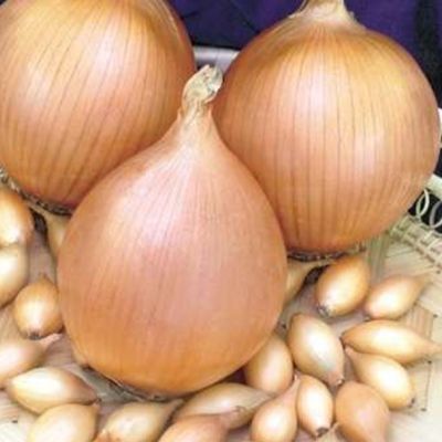 Лук-севок Сеттон (10-21мм) Лук-севок Сеттон (10-21мм) фото