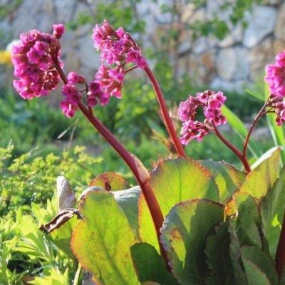 Бадан Абендглют - Dolina-Sad.Ru