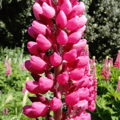 Люпин Фламинго Люпин Фламинго фото