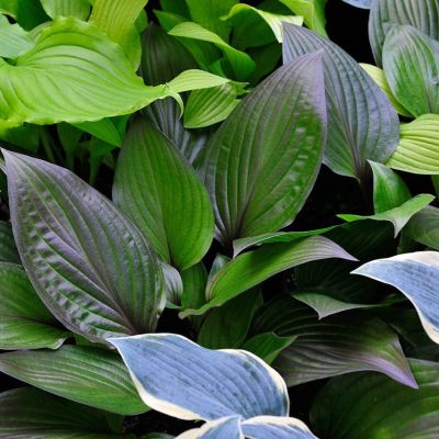 Хоста Фирст Блаш Хоста Фирст Блаш - Dolina-Sad.Ru