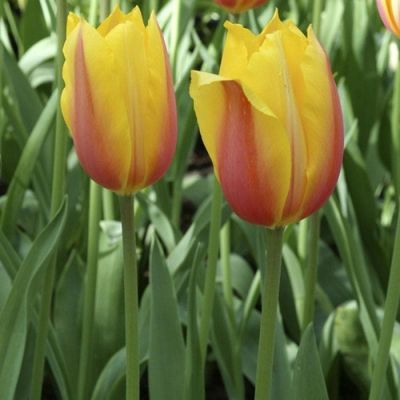 Тюльпан Лонг Леди Тюльпан Лонг Леди фото