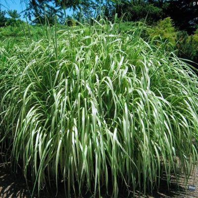 Мискантус китайский Кабарет Мискантус китайский Кабарет - Dolina-Sad.Ru