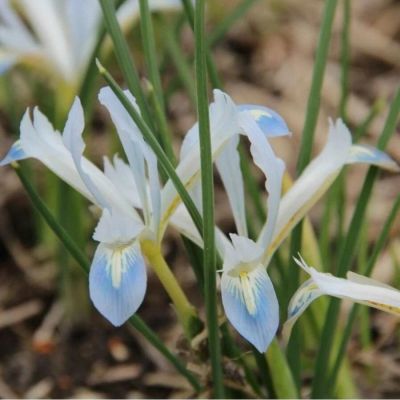 Ирис Фрозен Планет Ирис Фрозен Планет - Dolina-Sad.Ru