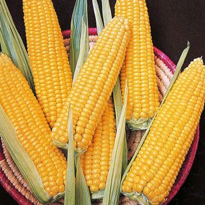 Кукуруза Сахарная фото