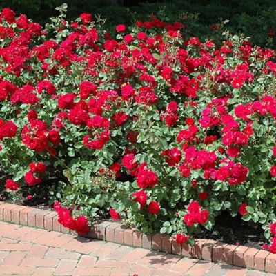 Роза Чамплейн Роза Чамплейн - Dolina-Sad.Ru