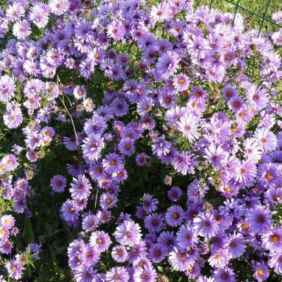 Астра кустарниковая Вудс Перпл - Dolina-Sad.Ru