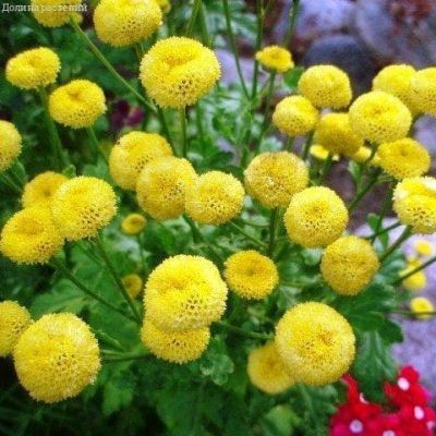 Пиретрум Золотой шар Пиретрум Золотой шар фото