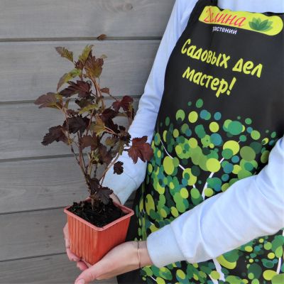 Пузыреплодник калинолистный Шух Пузыреплодник калинолистный Шух фото