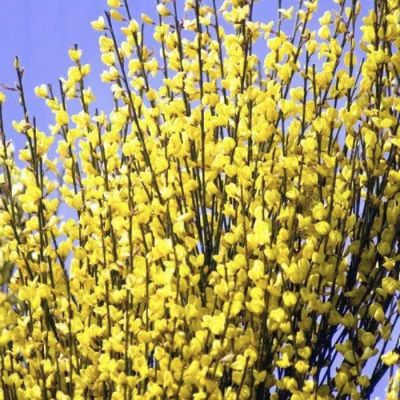 Ракитник Голден Санлайт Ракитник Голден Санлайт - Dolina-Sad.Ru