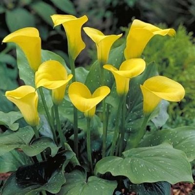 Калла Саммер Сан Калла Саммер Сан - Dolina-Sad.Ru