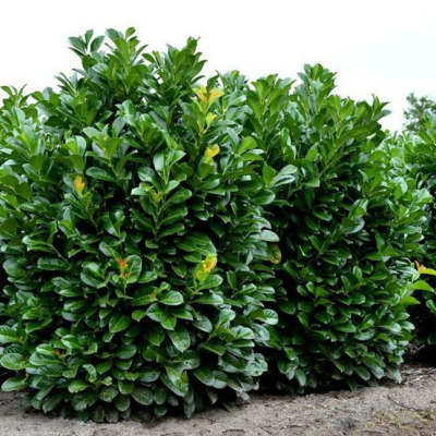 Лавровишня обыкновенная Этна Лавровишня обыкновенная Этна фото