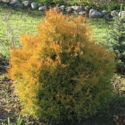 Туя западная Рейнголд, С3 - Dolina-Sad.Ru