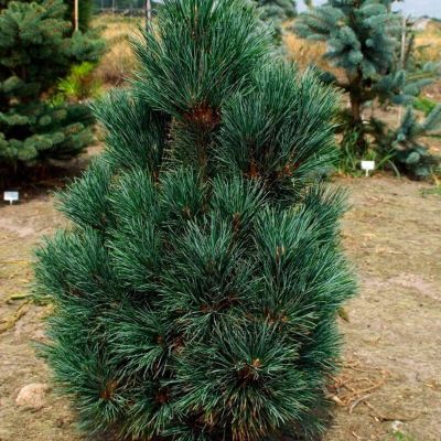 Сосна кедровая Глаука Сосна кедровая Глаука - Dolina-Sad.Ru