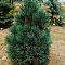 Сосна кедровая Глаука Сосна кедровая Глаука - Dolina-Sad.Ru