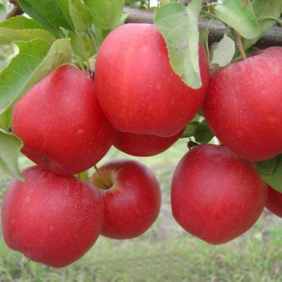 Яблоня Гала - Dolina-Sad.Ru