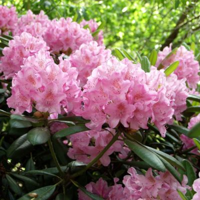 Рододендрон Хельсинский Университет - Dolina-Sad.Ru