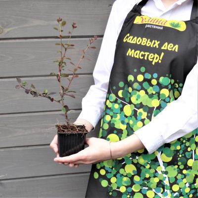 Барбарис оттавский Суперба Барбарис оттавский Суперба фото