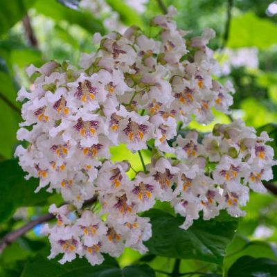 Катальпа бигнонтевидная, С3 - Dolina-Sad.Ru