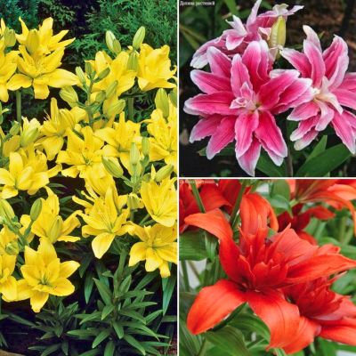 Комплект махровых лилий Ассорти Комплект махровых лилий Ассорти - Dolina-Sad.Ru