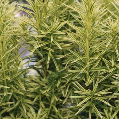 Тис средний Стефания Тис средний Стефания - Dolina-Sad.Ru