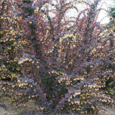 Барбарис оттавский Суперба Барбарис оттавский Суперба фото