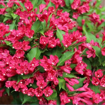 Вейгелла Нью Порт Рэд, С3 - Dolina-Sad.Ru