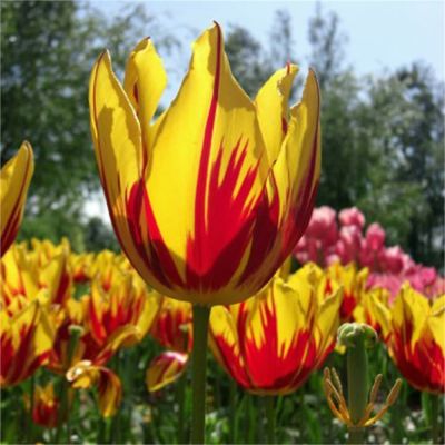 Тюльпан Флеминг Байсад Тюльпан Флеминг Байсад фото